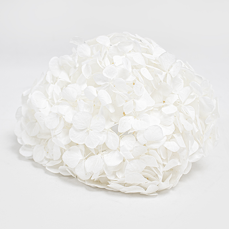 Hortense preservada Branca